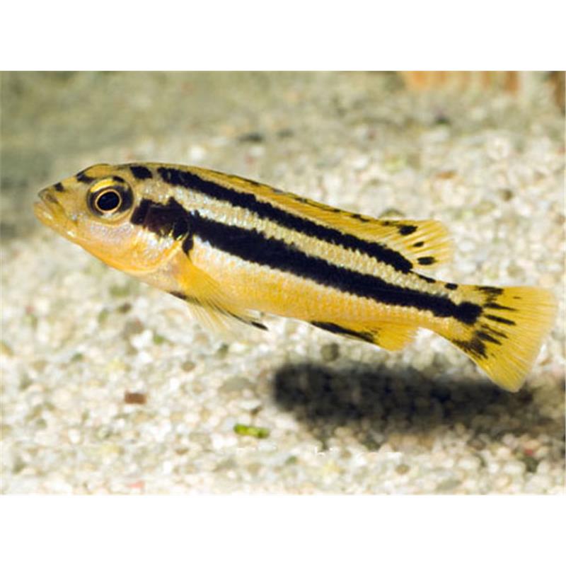 Melanochromis chipokae - imagine 5